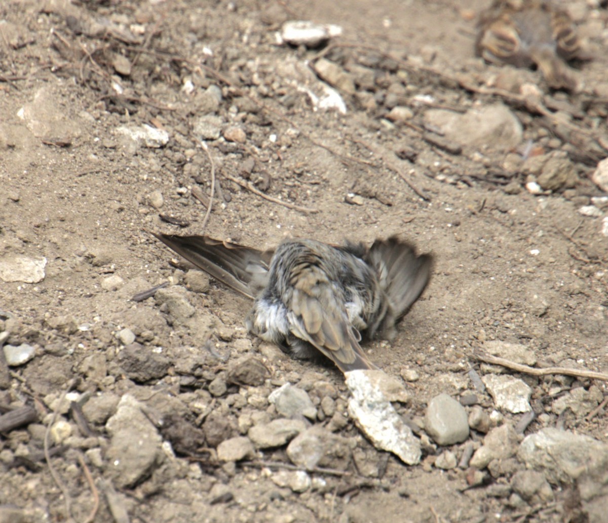 House Sparrow - Samuel Harris