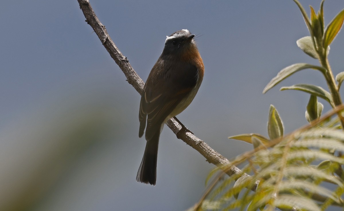 Rufous-breasted Chat-Tyrant - ML623206127