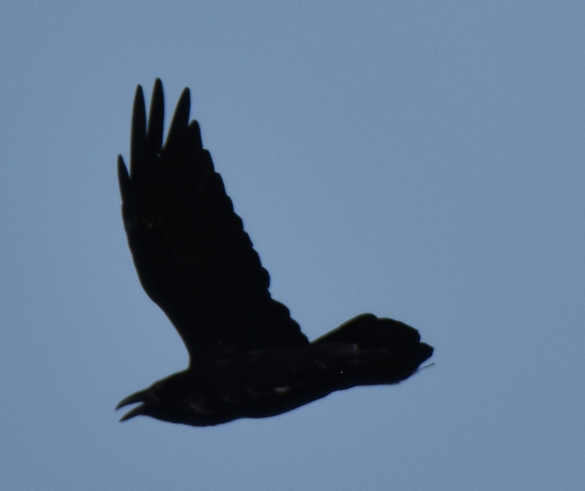 Common Raven - Juniper F