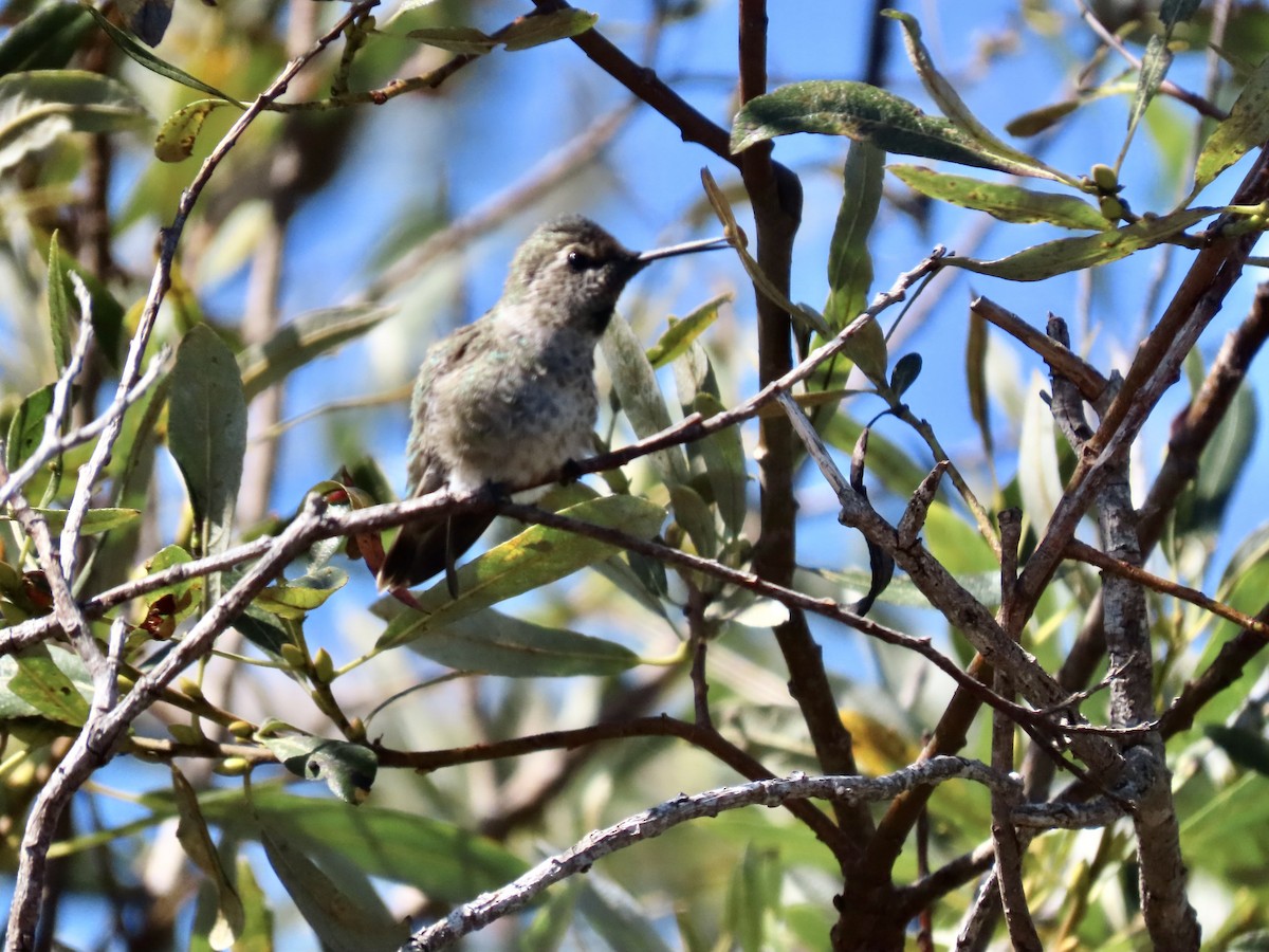 Anna's Hummingbird - ML623206310