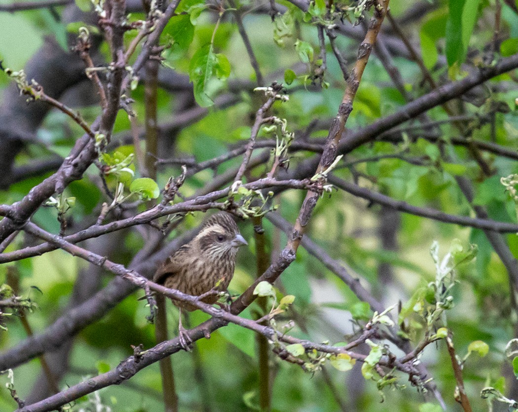 Pink-browed Rosefinch - ML623206353