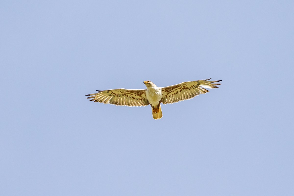 Ferruginous Hawk - ML623206388