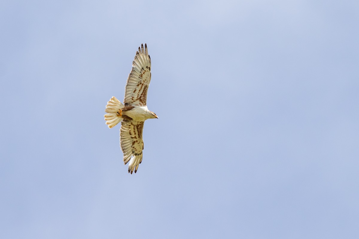 Ferruginous Hawk - ML623206389