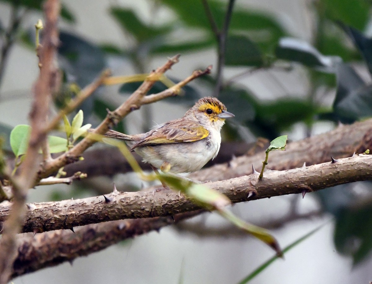 Желтощёкая овсянка-барсучок - ML623206400