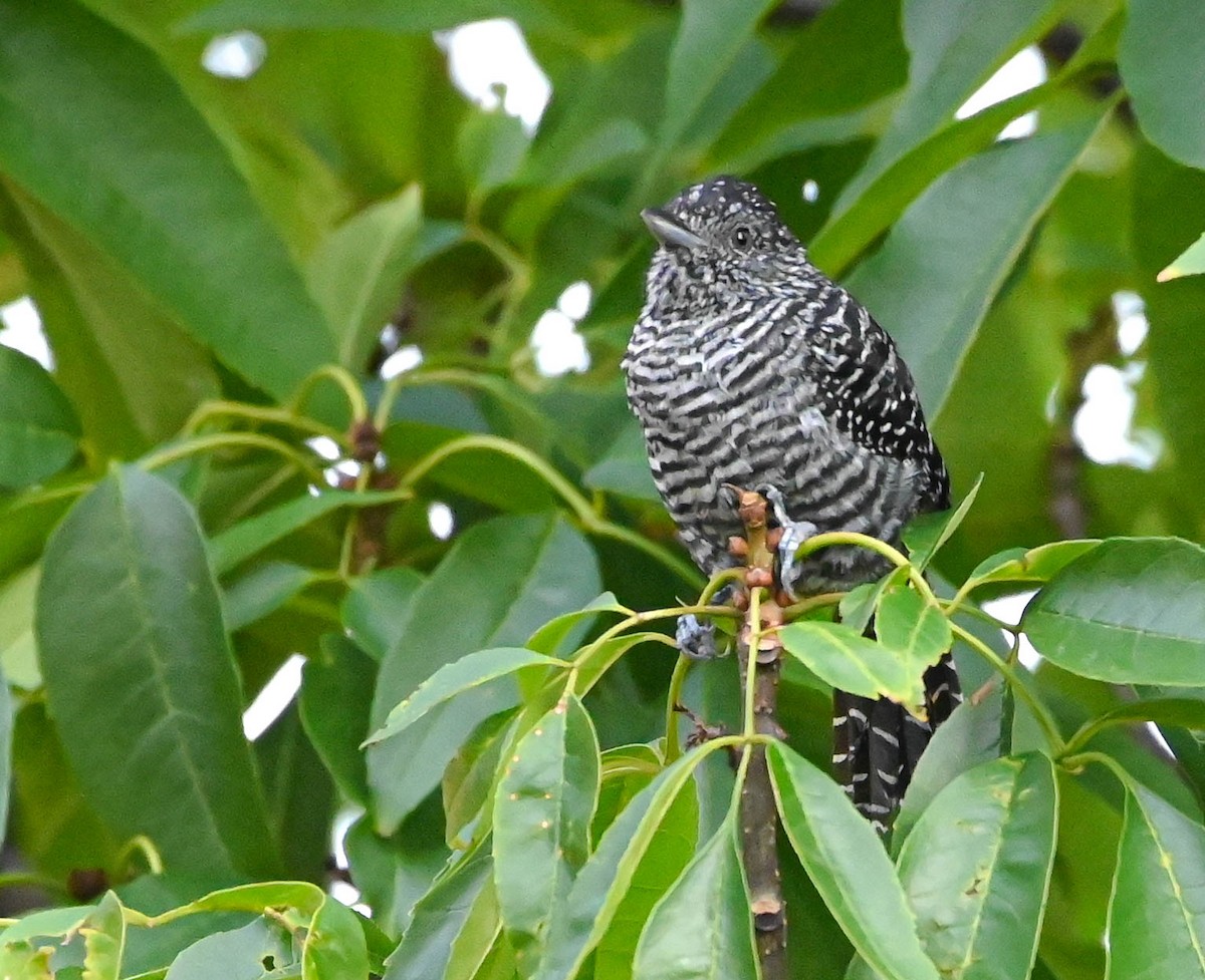 Bar-crested Antshrike - ML623206408