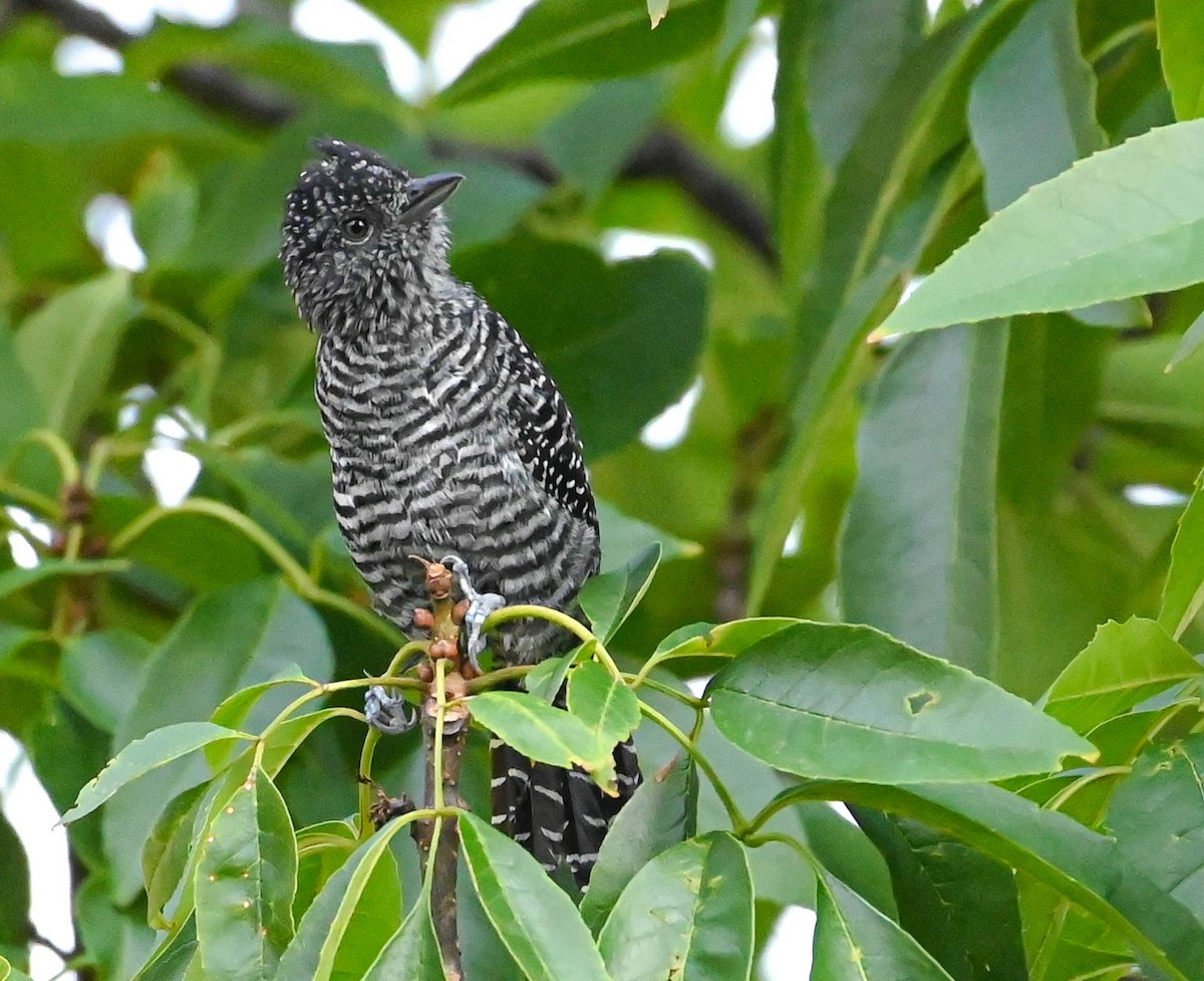 Bar-crested Antshrike - ML623206409