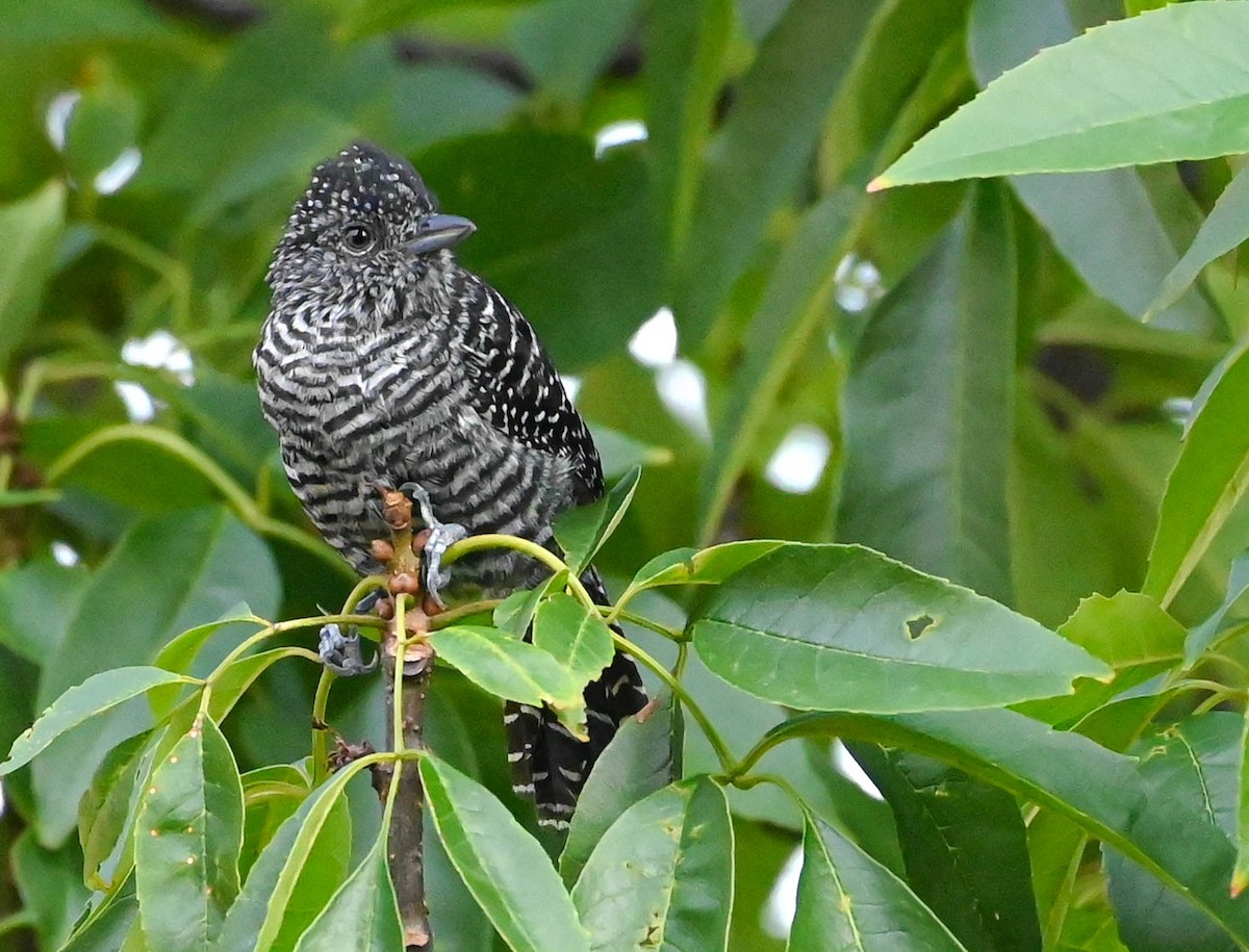 Bar-crested Antshrike - ML623206410