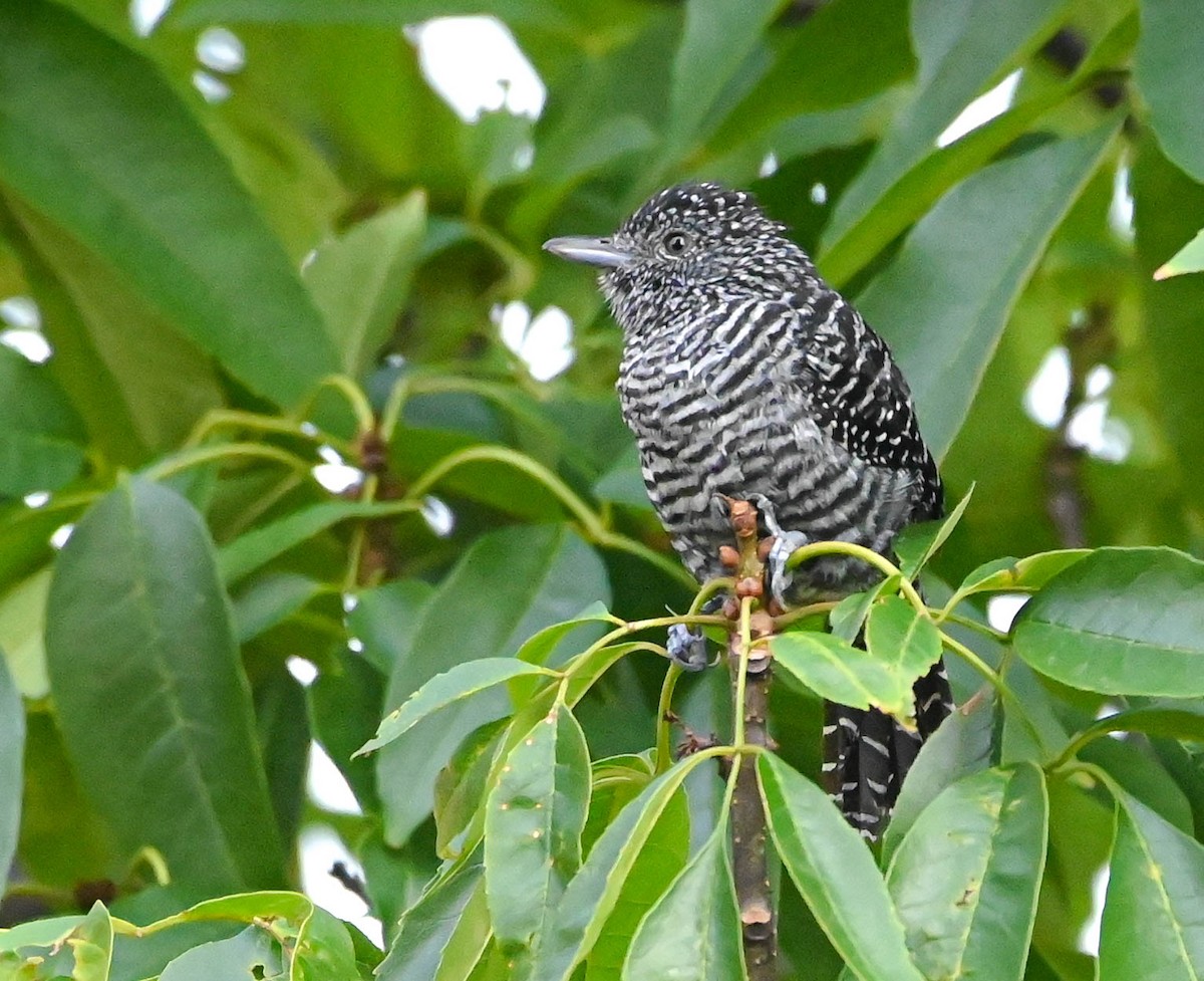 Bar-crested Antshrike - Guillermo Padierna