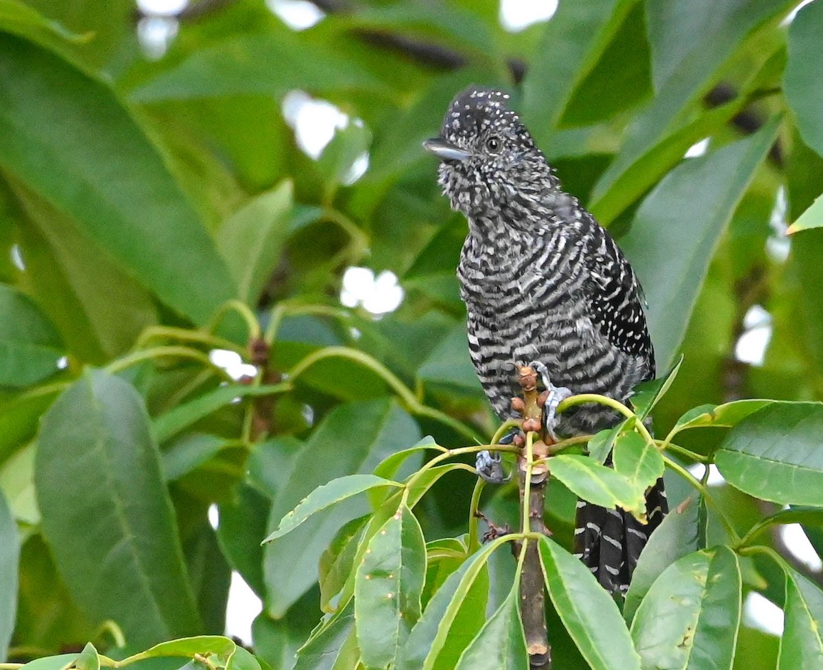 Bar-crested Antshrike - ML623206412