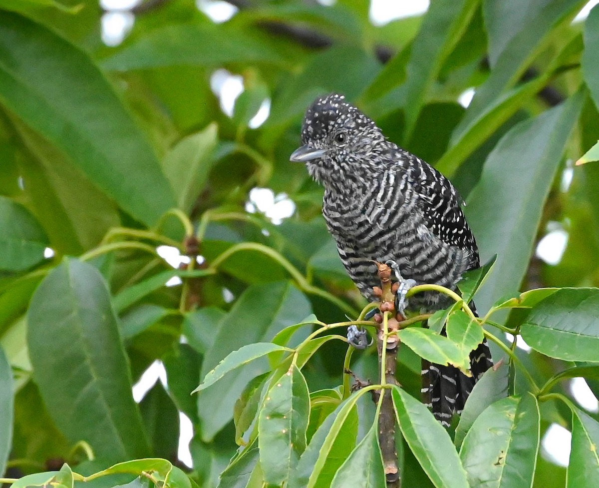 Bar-crested Antshrike - ML623206413