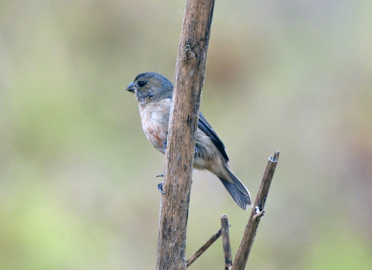 Tawny-bellied Seedeater - ML623206423