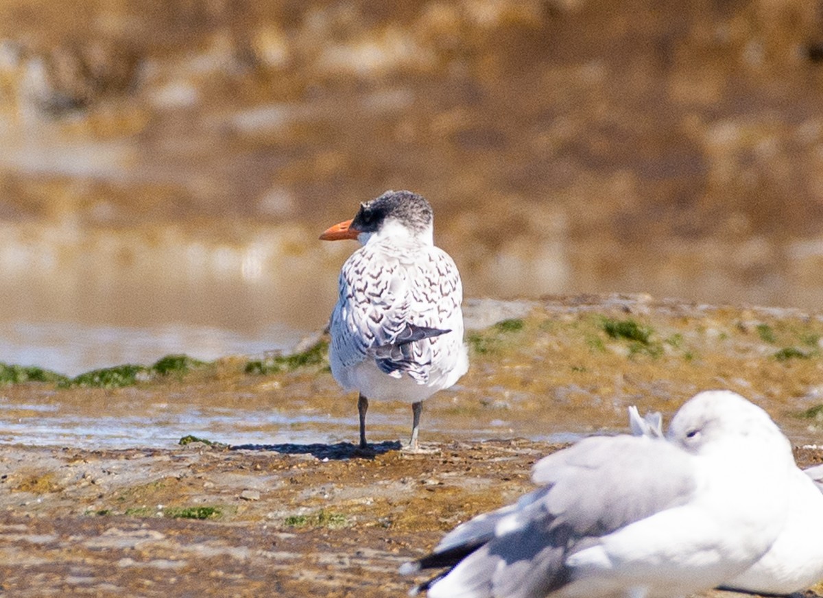 裏海燕鷗 - ML623206483