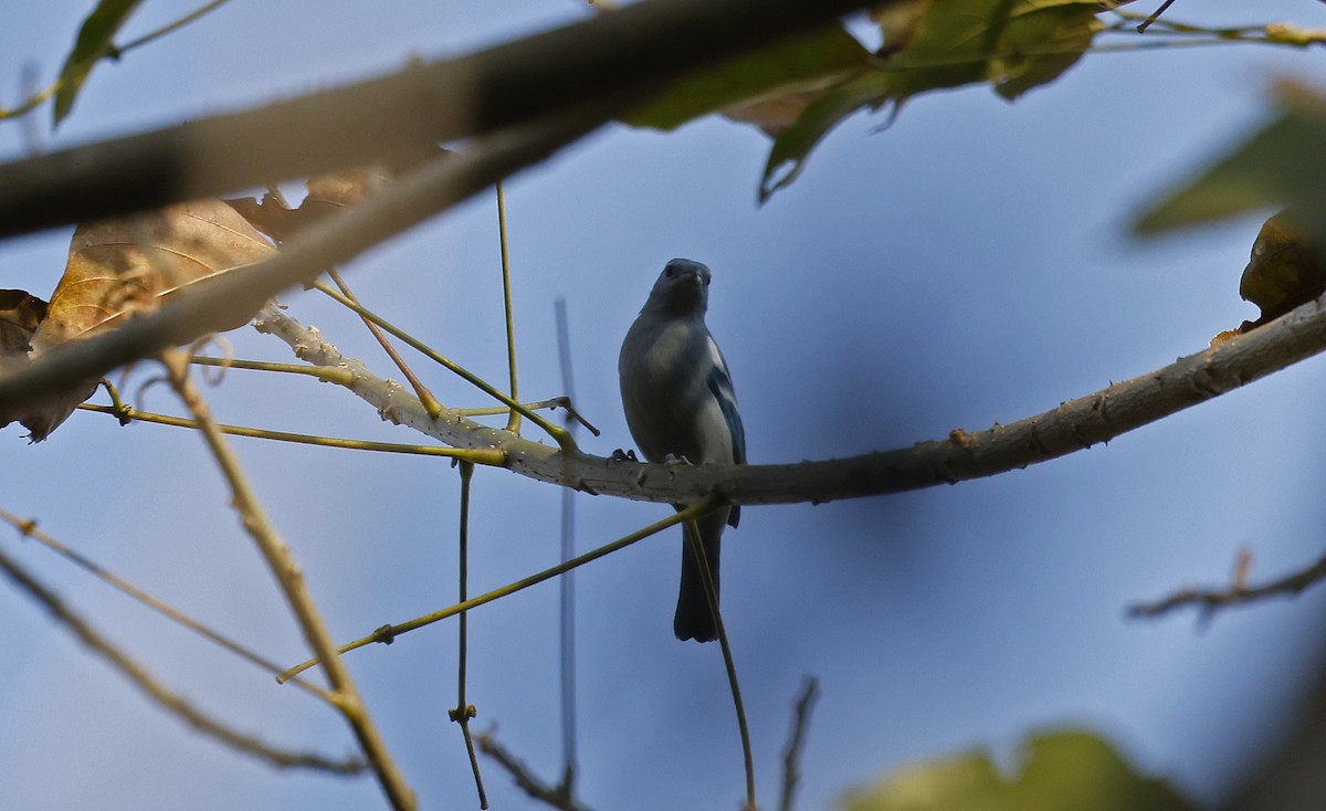 Blue-gray Tanager (White-edged) - ML623206486