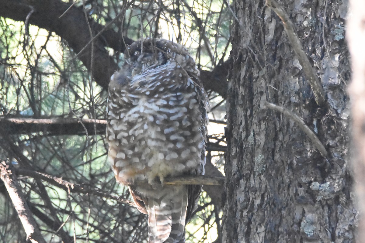 Spotted Owl (Mexican) - ML623206512