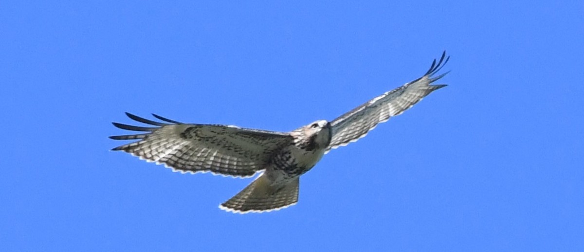 Red-tailed Hawk - ML623206554