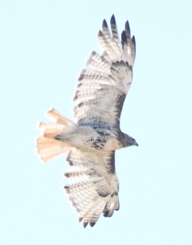 Red-tailed Hawk - ML623206555