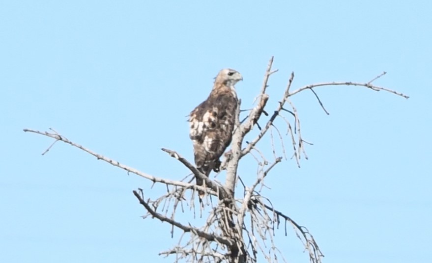 Red-tailed Hawk - ML623206559