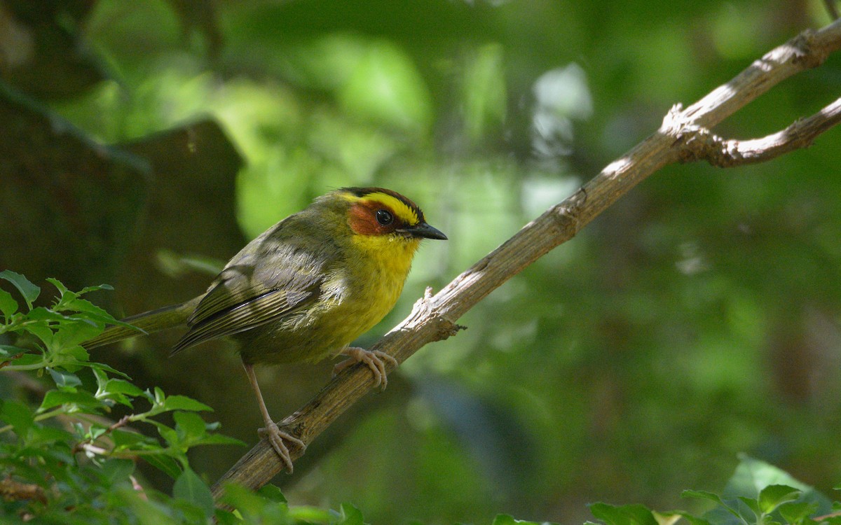 Golden-browed Warbler - Luis Trinchan