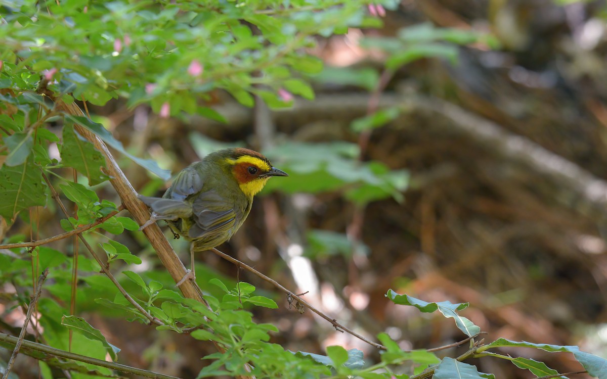 Golden-browed Warbler - ML623206573