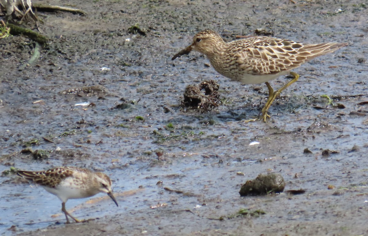 Pectoral Sandpiper - ML623206661