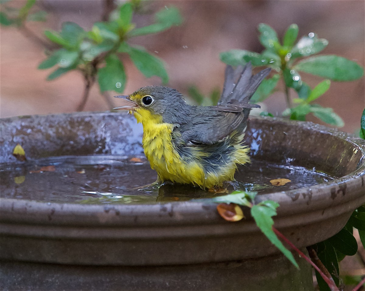 Canada Warbler - ML623206667