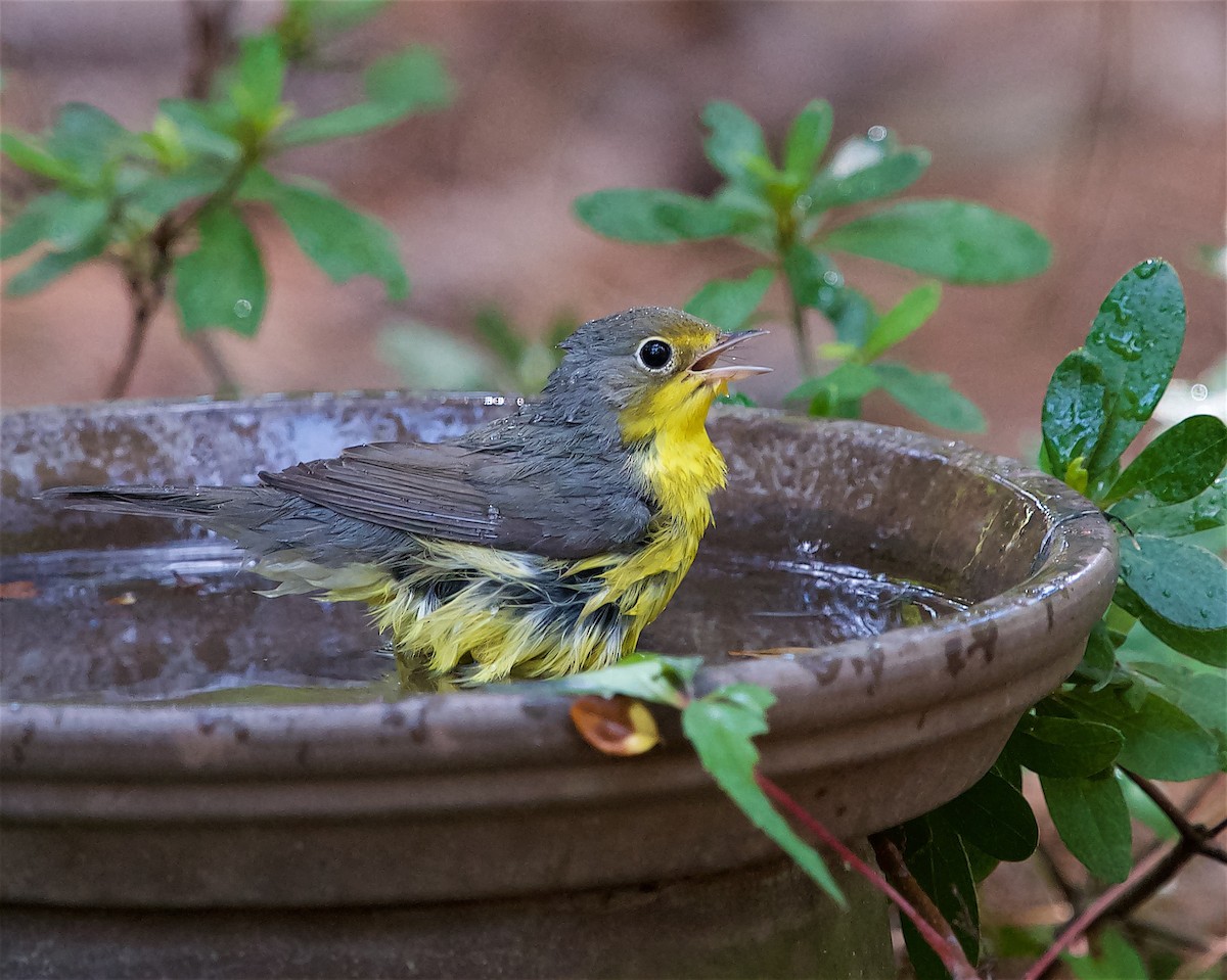 Canada Warbler - ML623206685