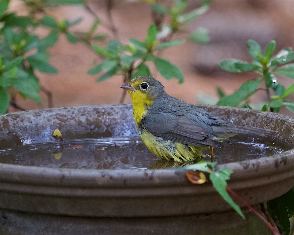 Canada Warbler - ML623206691