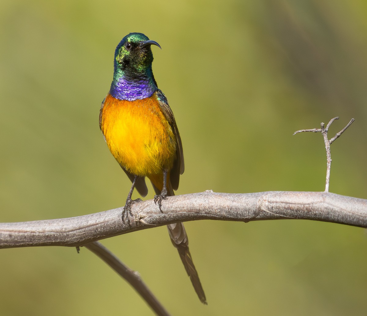 Orange-breasted Sunbird - ML623206736