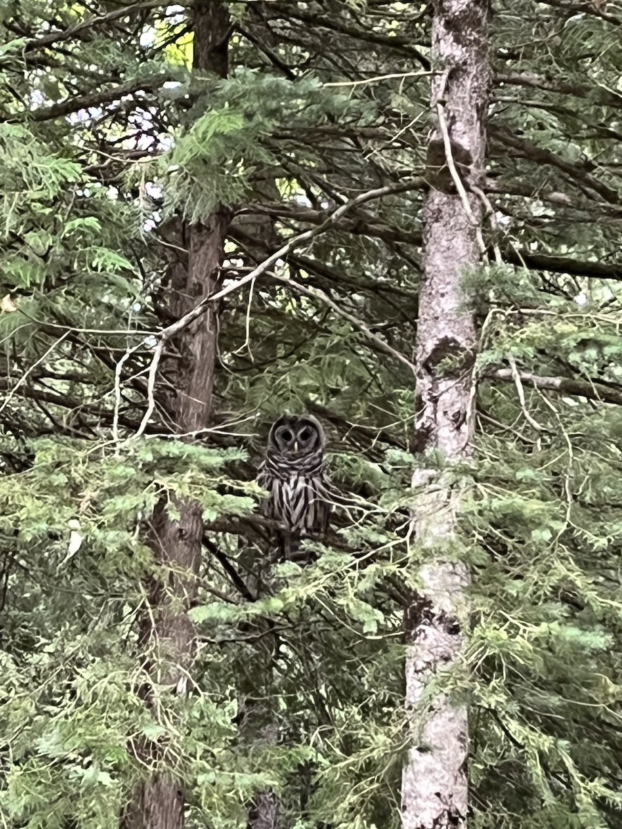 Barred Owl - ML623206785