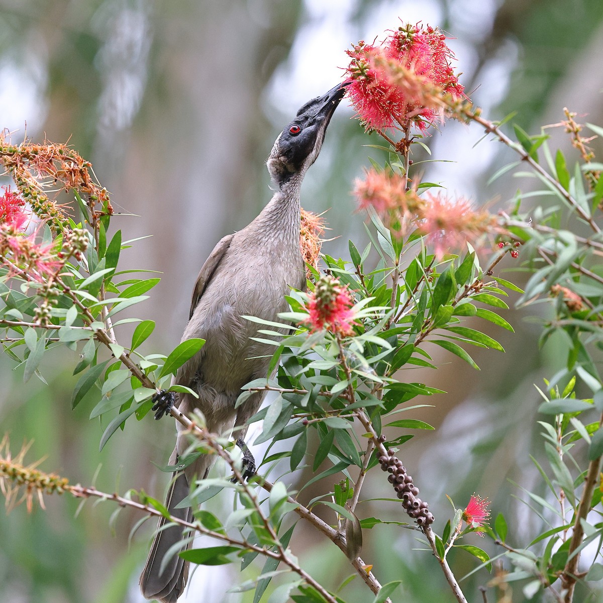 Helmeted Friarbird (Hornbill) - ML623206886