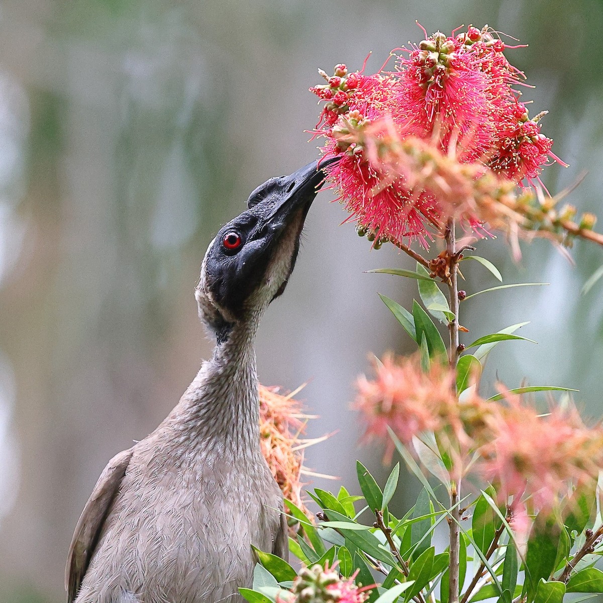 Helmeted Friarbird (Hornbill) - ML623206888