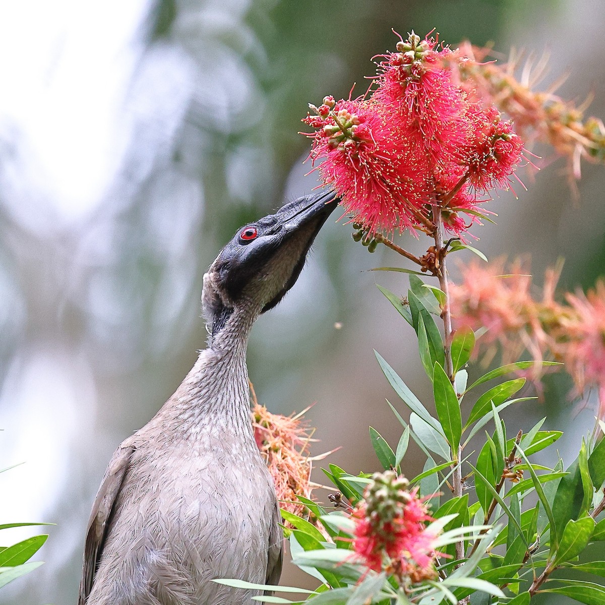 Helmeted Friarbird (Hornbill) - ML623206889