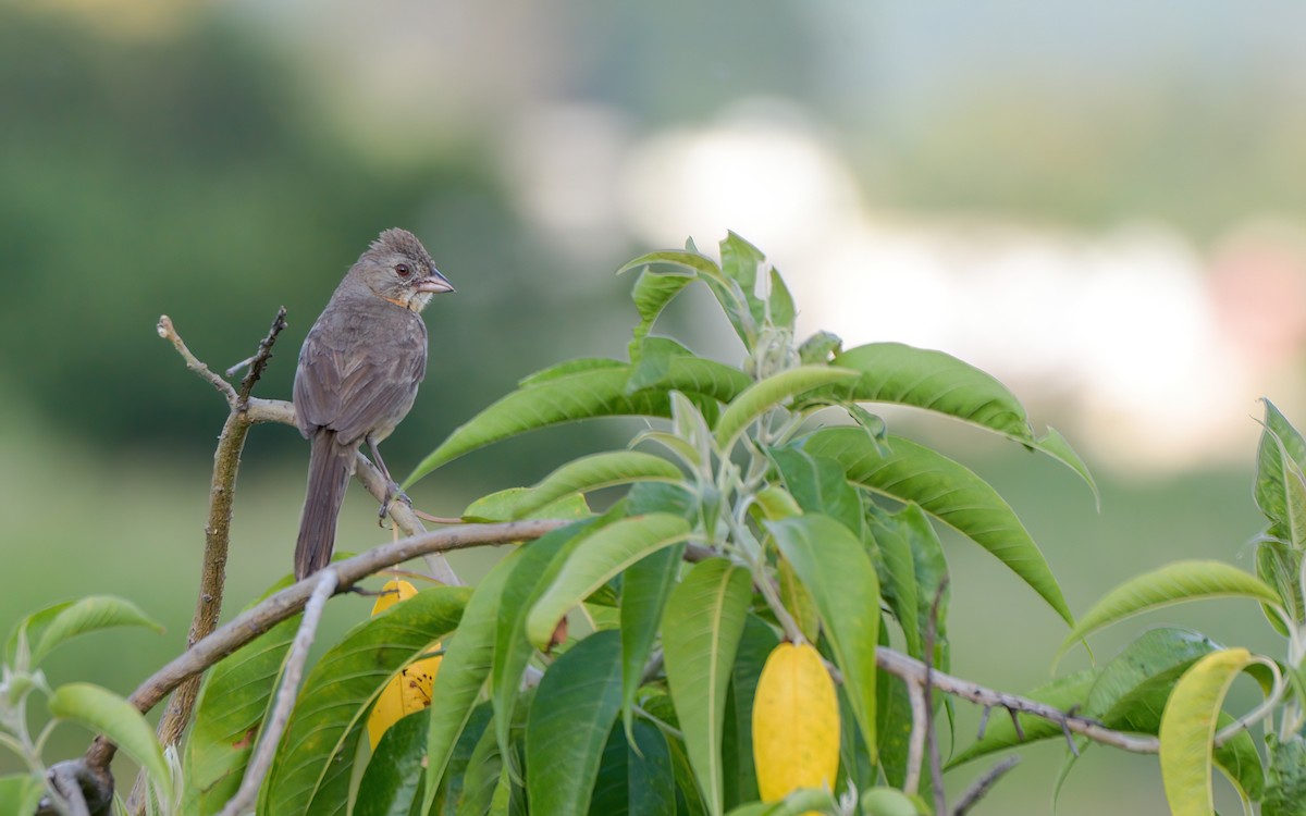 White-throated Towhee - ML623206924