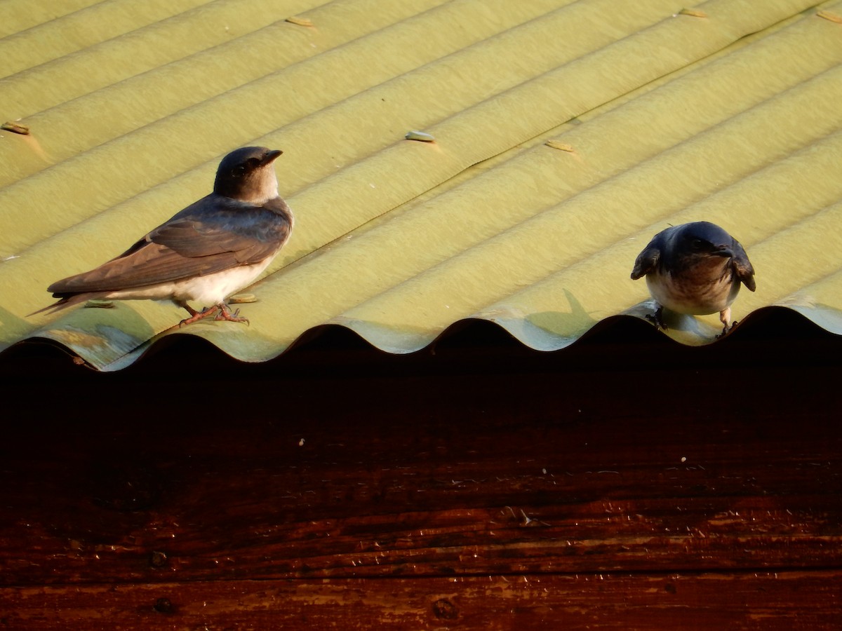 Gray-breasted Martin - ML623206938