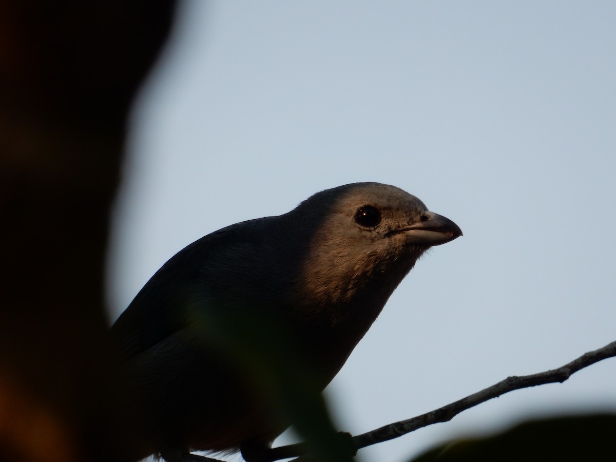 Sayaca Tanager - ML623206949