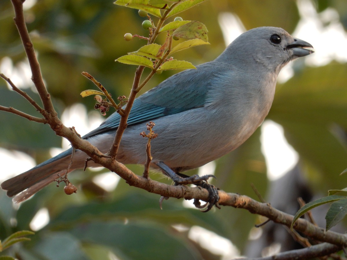 Sayaca Tanager - lucas krasmanski