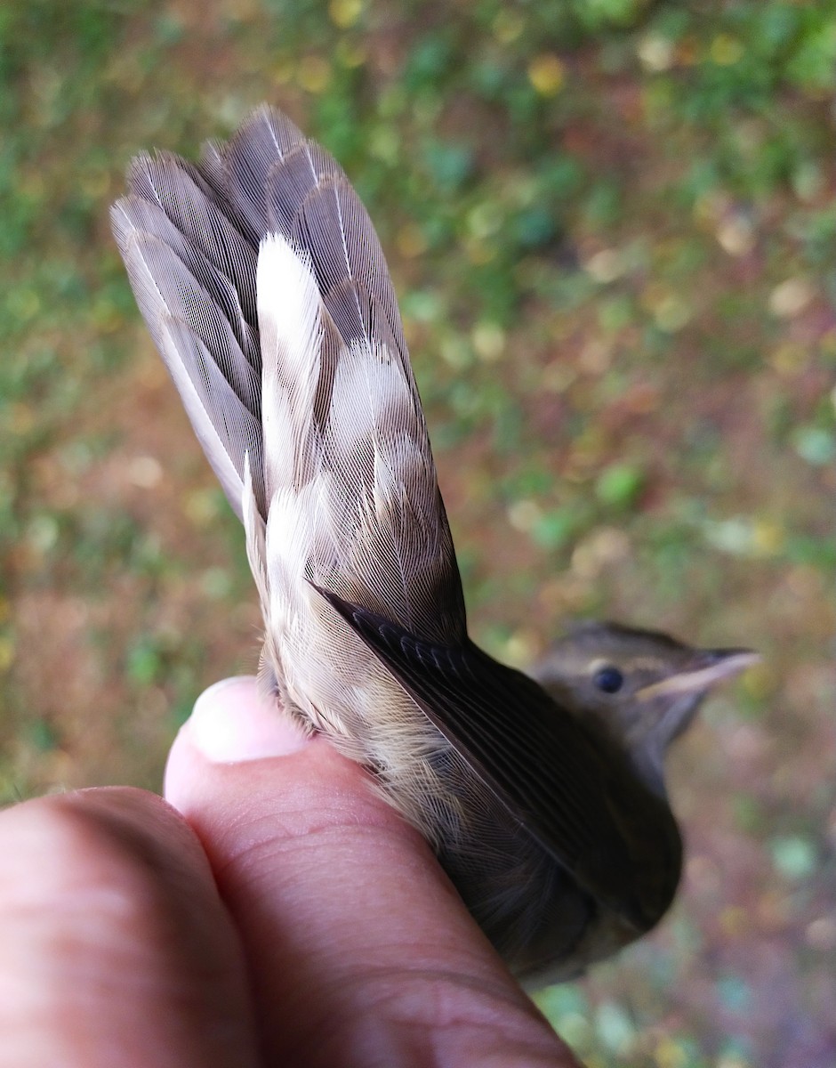 River Warbler - Tomáš Grim