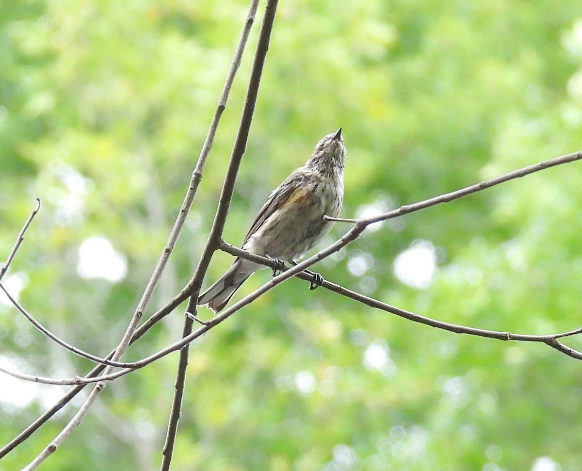 Yellow-rumped Warbler (Myrtle) - ML623206957