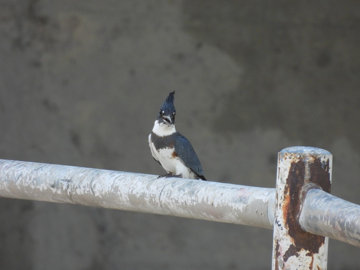 Belted Kingfisher - ML623207095