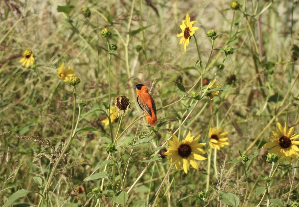 Northern Red Bishop - Carolyn Willcox