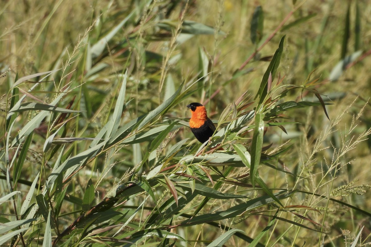 Northern Red Bishop - ML623207136