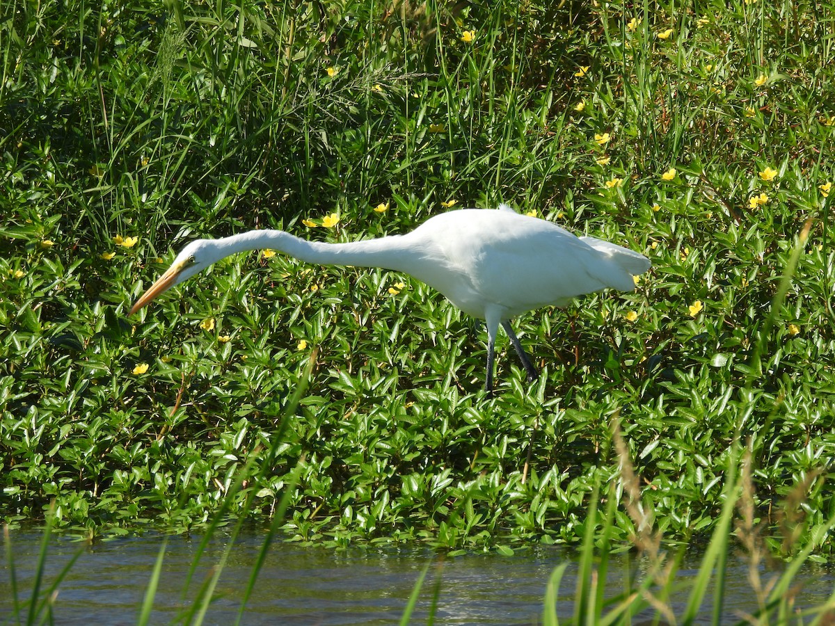 Great Egret - ML623207149