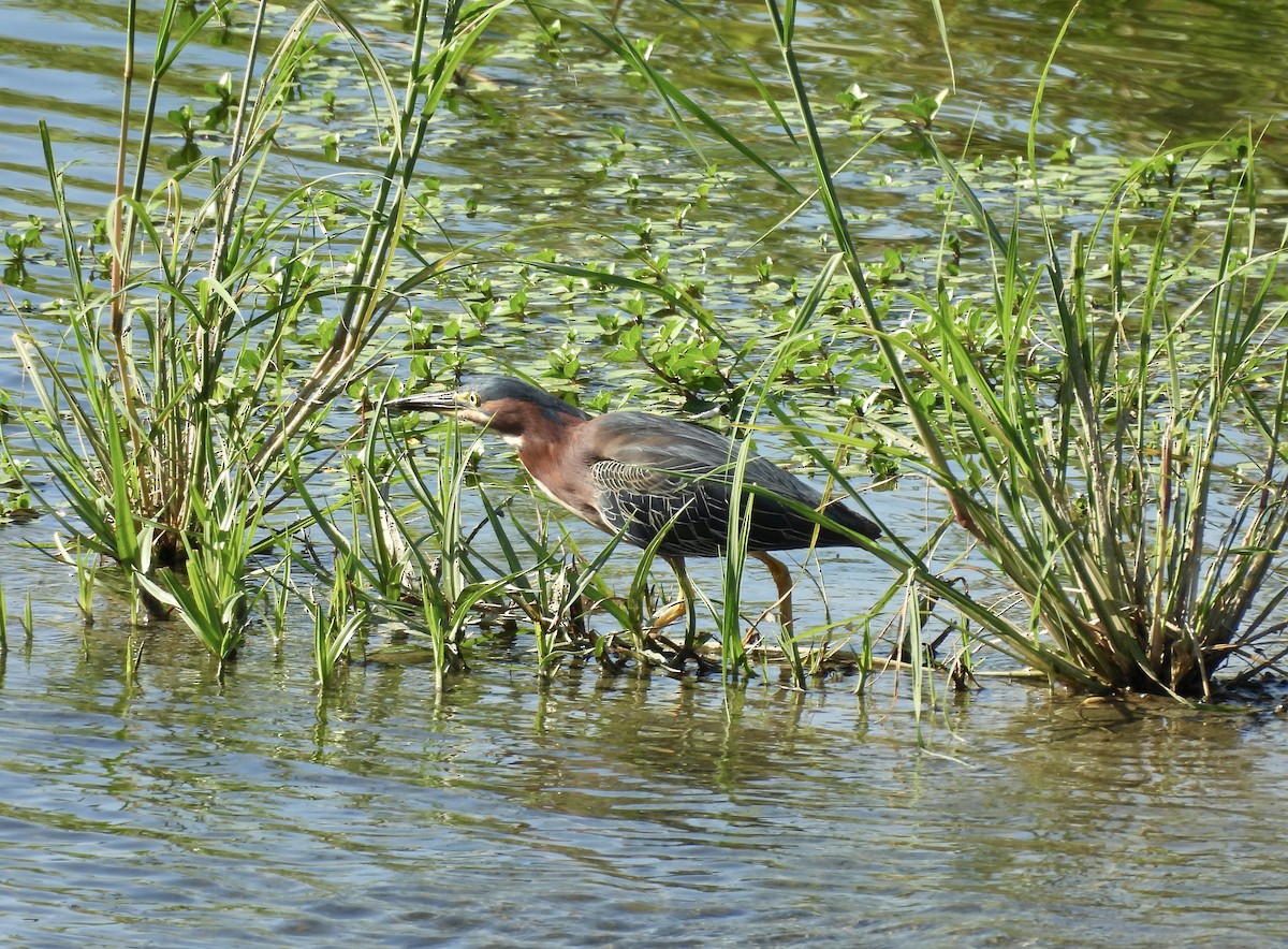 Green Heron - Carolyn Willcox