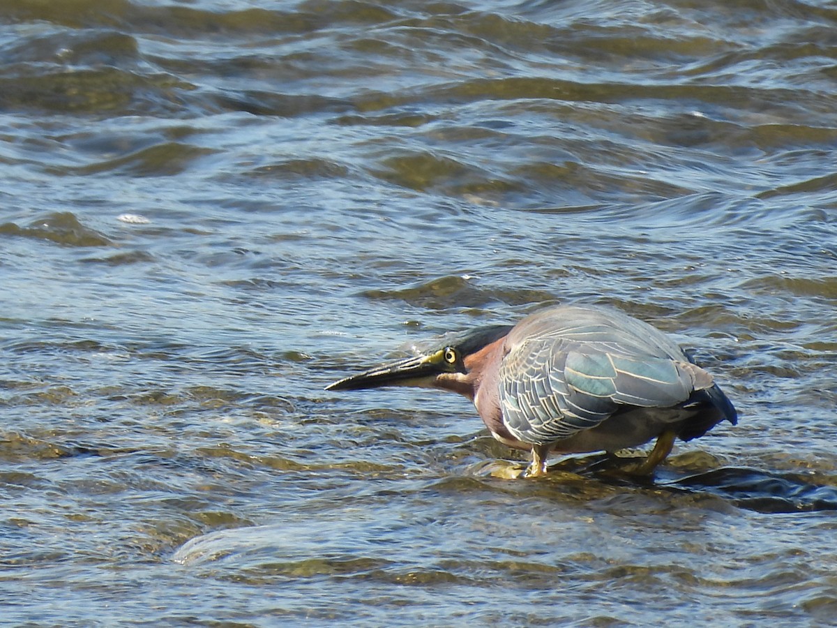 Green Heron - ML623207174