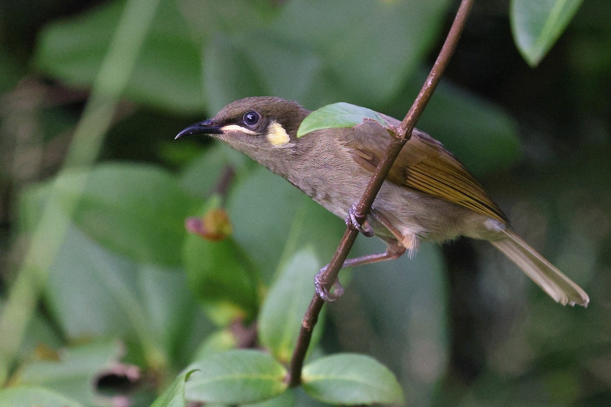 Yellow-spotted Honeyeater - ML623207190