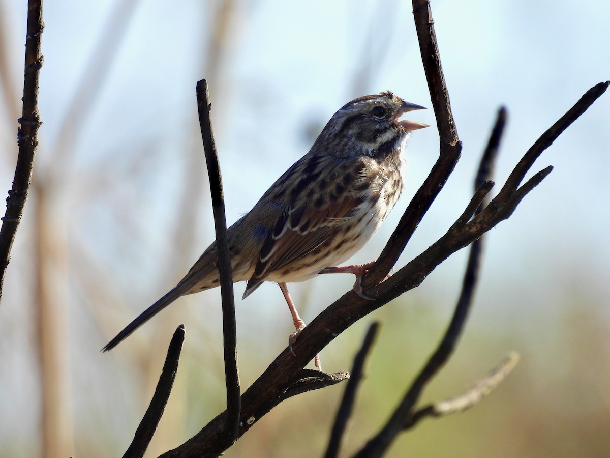 Song Sparrow - ML623207191