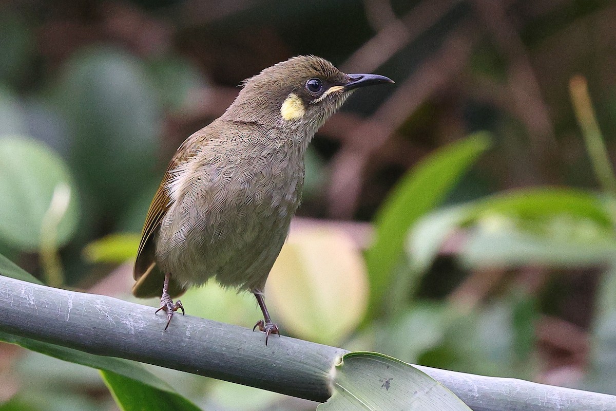 Yellow-spotted Honeyeater - ML623207192