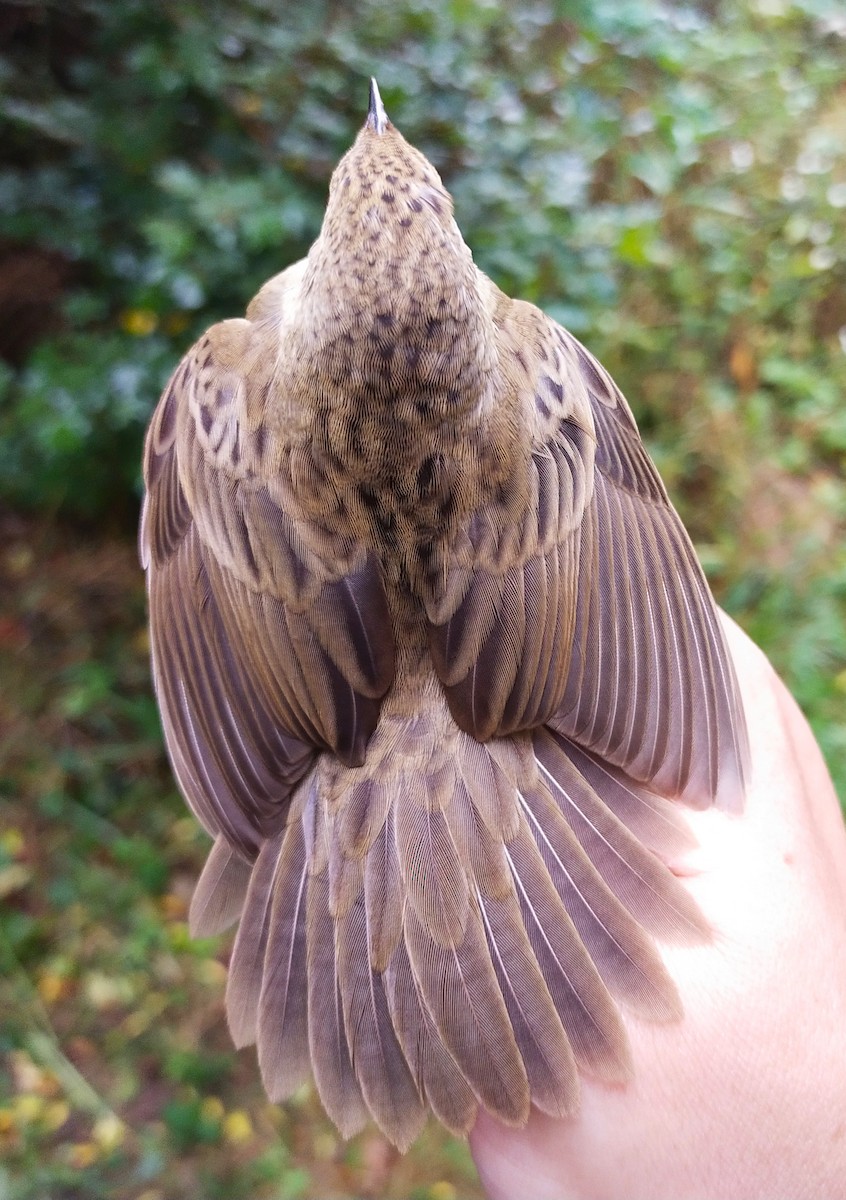 Common Grasshopper Warbler - ML623207212