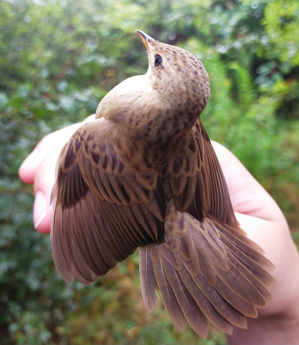 Common Grasshopper Warbler - ML623207213