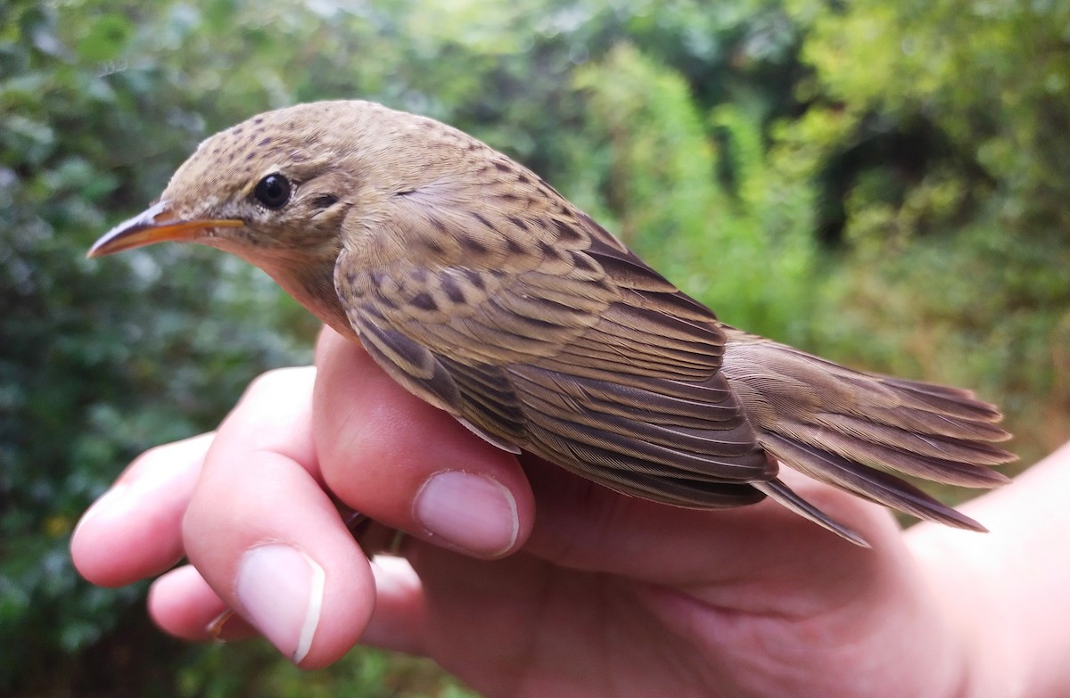 Common Grasshopper Warbler - ML623207214